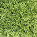 Pluto Light Green Shag Rug 150x220cm-Shag Rug-Rugs 4 Less